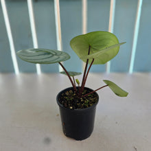 Load image into Gallery viewer, #RB5 Watermelon Peperomia