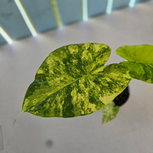 Load image into Gallery viewer, #R483 Variegated Alocasia Gageana