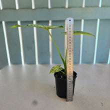Load image into Gallery viewer, #R483 Variegated Alocasia Gageana