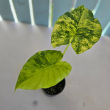 Load image into Gallery viewer, #R483 Variegated Alocasia Gageana