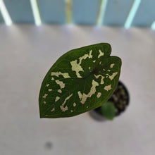 Load image into Gallery viewer, #RB22 Caladium Clavatum