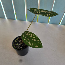 Load image into Gallery viewer, #RB22 Caladium Clavatum