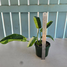 Load image into Gallery viewer, #R224 Philodendron Jose Buono