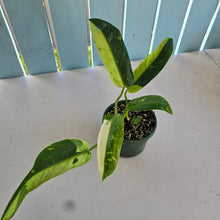 Load image into Gallery viewer, #R224 Philodendron Jose Buono