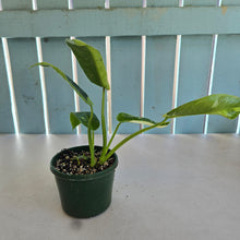 Load image into Gallery viewer, #R224 Philodendron Jose Buono