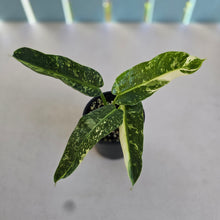 Load image into Gallery viewer, #D912 Philodendron Jose Buono
