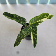 Load image into Gallery viewer, #D912 Philodendron Jose Buono