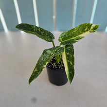 Load image into Gallery viewer, #D912 Philodendron Jose Buono