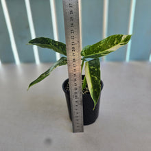 Load image into Gallery viewer, #D912 Philodendron Jose Buono
