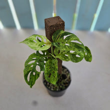 Load image into Gallery viewer, #D94 Variegated Monstera Adansonii Mint
