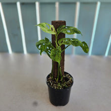 Load image into Gallery viewer, #D94 Variegated Monstera Adansonii Mint