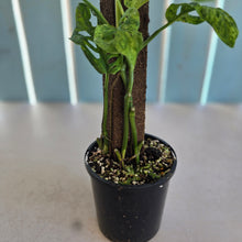 Load image into Gallery viewer, #D94 Variegated Monstera Adansonii Mint