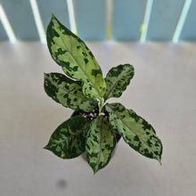Load image into Gallery viewer, #RD6 Aglaonema Pictum Tricolor