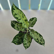 Load image into Gallery viewer, #RD6 Aglaonema Pictum Tricolor