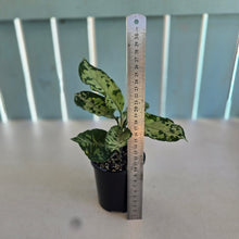 Load image into Gallery viewer, #RD6 Aglaonema Pictum Tricolor