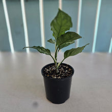 Load image into Gallery viewer, #RD6 Aglaonema Pictum Tricolor