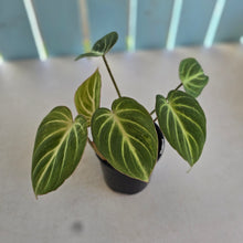 Load image into Gallery viewer, #R7 Philodendron Tinkle Bell