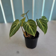 Load image into Gallery viewer, #R7 Philodendron Tinkle Bell