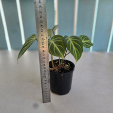 Load image into Gallery viewer, #R7 Philodendron Tinkle Bell