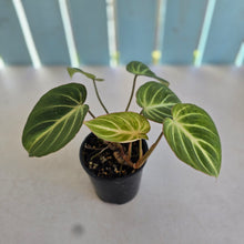 Load image into Gallery viewer, #R7 Philodendron Tinkle Bell