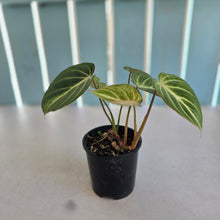 Load image into Gallery viewer, #R7 Philodendron Tinkle Bell