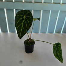 Load image into Gallery viewer, #RA1 Anthurium Forgetii x