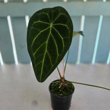 Load image into Gallery viewer, #RA1 Anthurium Forgetii x