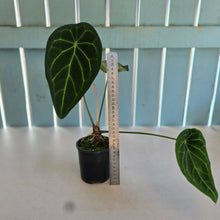 Load image into Gallery viewer, #RA1 Anthurium Forgetii x
