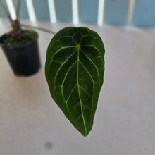 Load image into Gallery viewer, #RA1 Anthurium Forgetii x