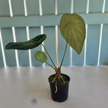 Load image into Gallery viewer, #RA1 Anthurium Forgetii x