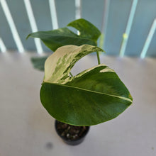 Load image into Gallery viewer, #RD31 Variegated Monstera Deliciosa Borsigiana