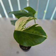 Load image into Gallery viewer, #RD31 Variegated Monstera Deliciosa Borsigiana