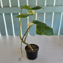 Load image into Gallery viewer, #RD31 Variegated Monstera Deliciosa Borsigiana