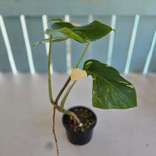 Load image into Gallery viewer, #RD31 Variegated Monstera Deliciosa Borsigiana