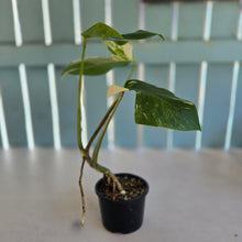 Load image into Gallery viewer, #RD31 Variegated Monstera Deliciosa Borsigiana