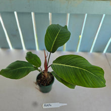 Load image into Gallery viewer, #RA14 Philodendron Geniculatum