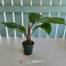 Load image into Gallery viewer, #RA14 Philodendron Geniculatum