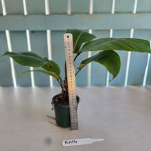 Load image into Gallery viewer, #RA14 Philodendron Geniculatum