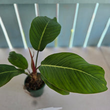 Load image into Gallery viewer, #RA14 Philodendron Geniculatum