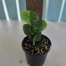 Load image into Gallery viewer, #RA6 Rhaphidophora Korthalsii