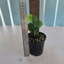 Load image into Gallery viewer, #RA6 Rhaphidophora Korthalsii
