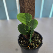 Load image into Gallery viewer, #RA6 Rhaphidophora Korthalsii
