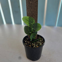 Load image into Gallery viewer, #RA6 Rhaphidophora Korthalsii