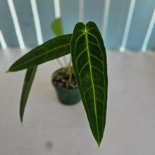 Load image into Gallery viewer, #R27 Anthurium Warocqueanum