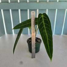 Load image into Gallery viewer, #R27 Anthurium Warocqueanum