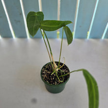 Load image into Gallery viewer, #R27 Anthurium Warocqueanum