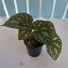 Load image into Gallery viewer, #RD9 Begonia Xanthina