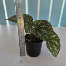 Load image into Gallery viewer, #RD9 Begonia Xanthina