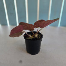 Load image into Gallery viewer, #RD9 Begonia Xanthina