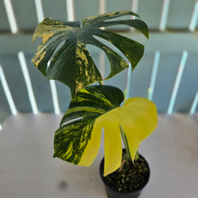 Load image into Gallery viewer, #R9 Variegated Monstera Deliciosa Aurea